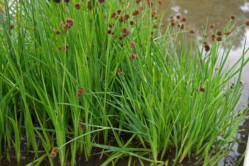 Juncus ensifolius, Zwerg Binse