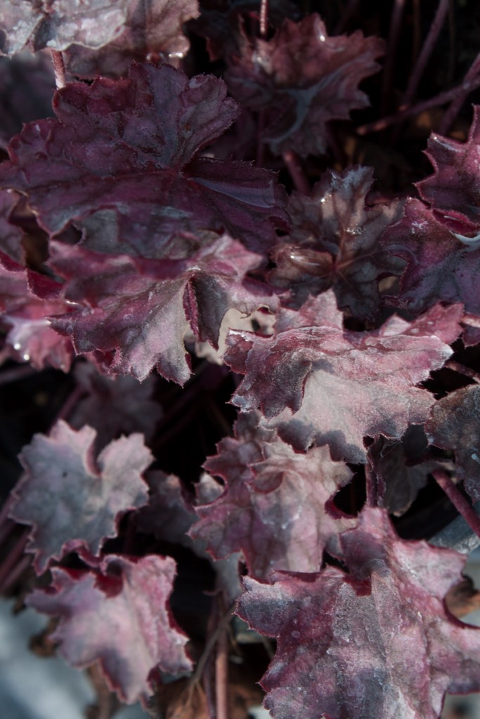 Purpurglöckchen, Heuchera x cult. Forever Purple