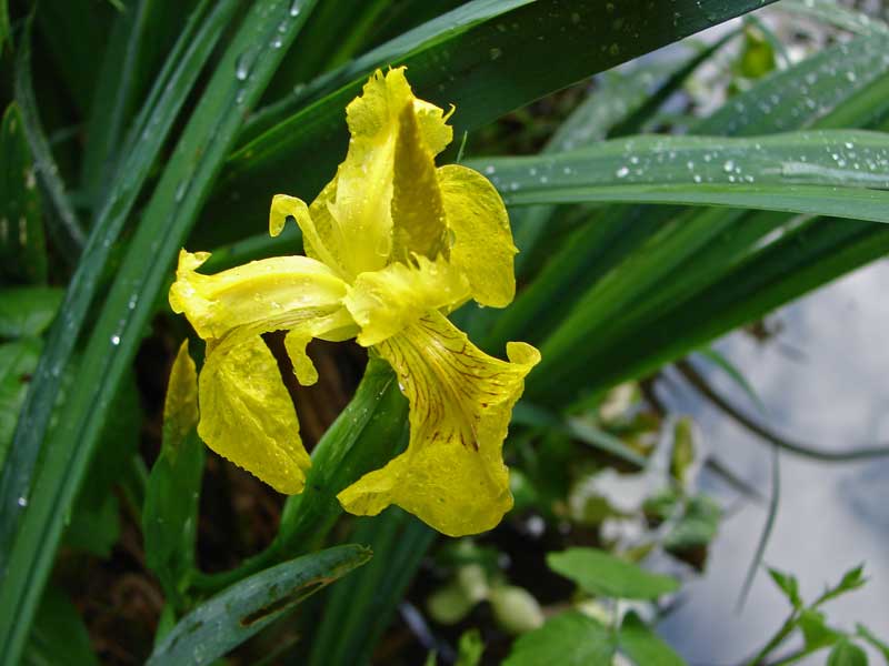 Iris pseudacorus, Wasserschwertlilie