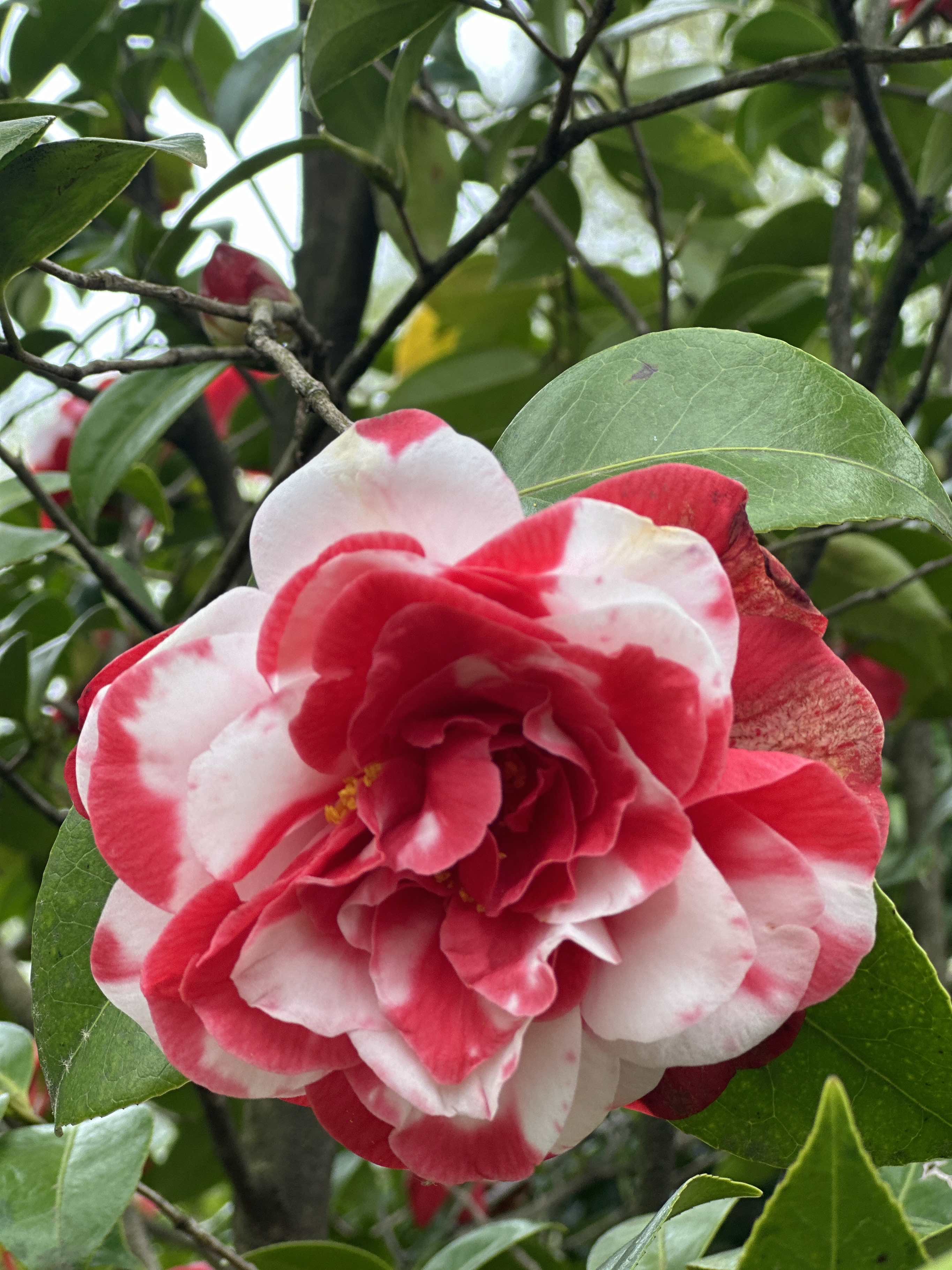 Camellia japonica weiß-rot, Kamelien mit weiß-roten Blüten (zweifarbig)