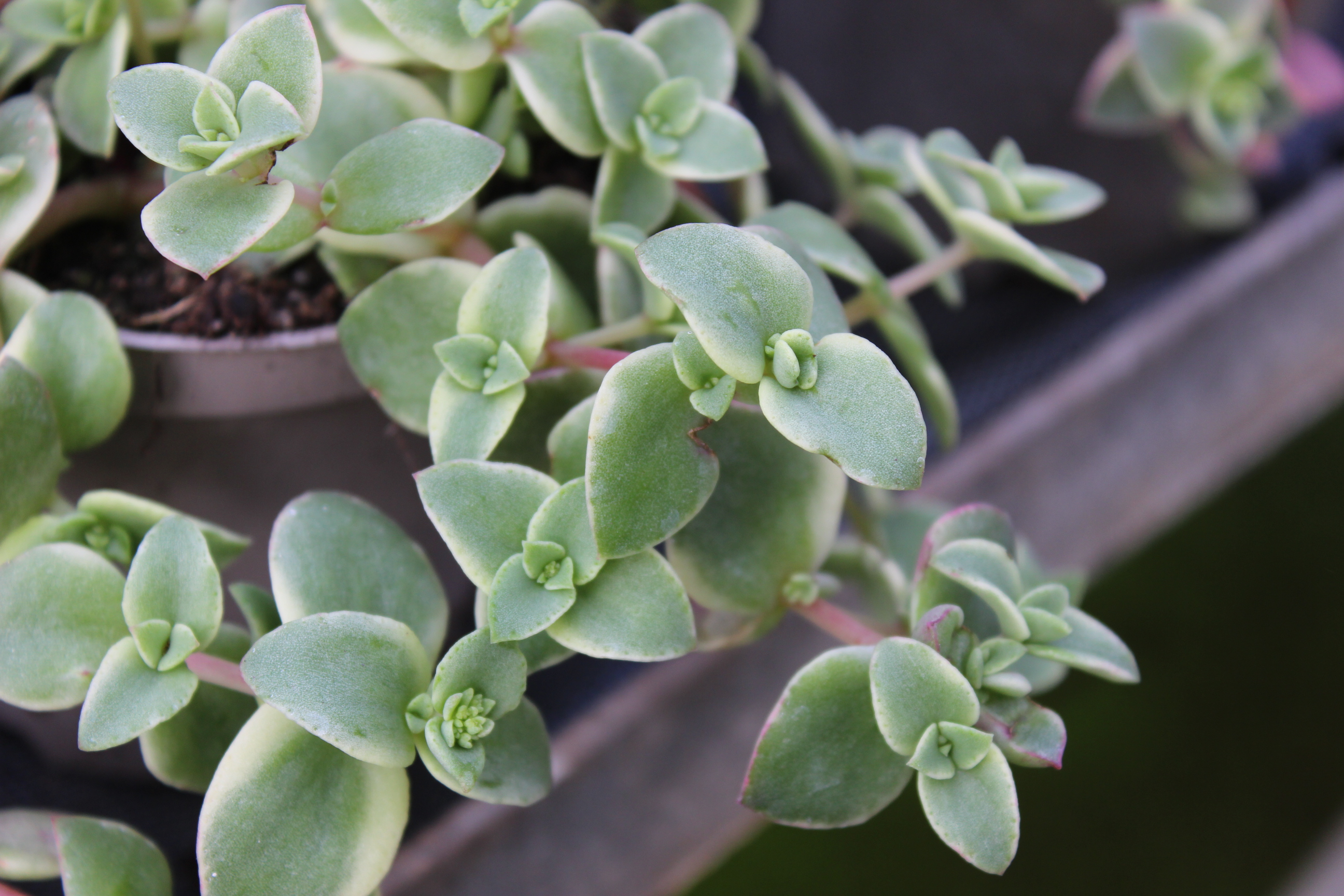 Dunkelrotes Dickblatt, Crassula pellucida ssp. marginalis