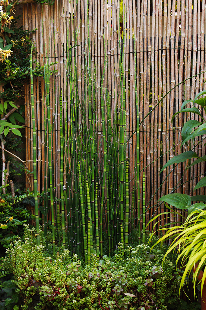 Riesenschachtelhalm, Equisetum hyemale var. robustum