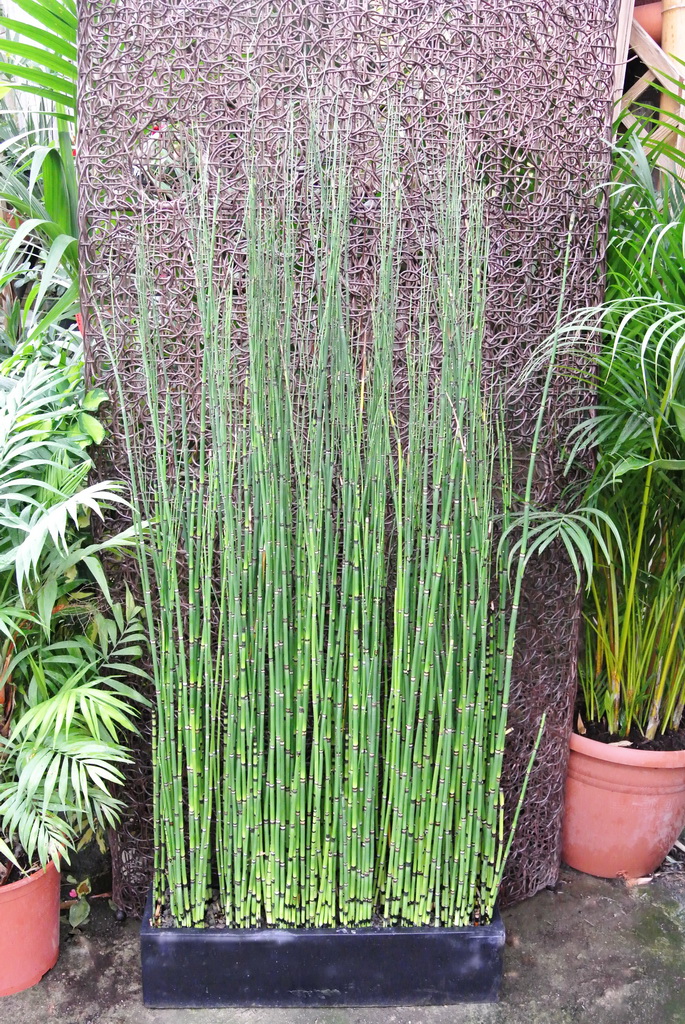 Riesenschachtelhalm, Equisetum hyemale var. robustum