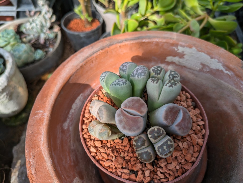 Lebende Steine, Lithops