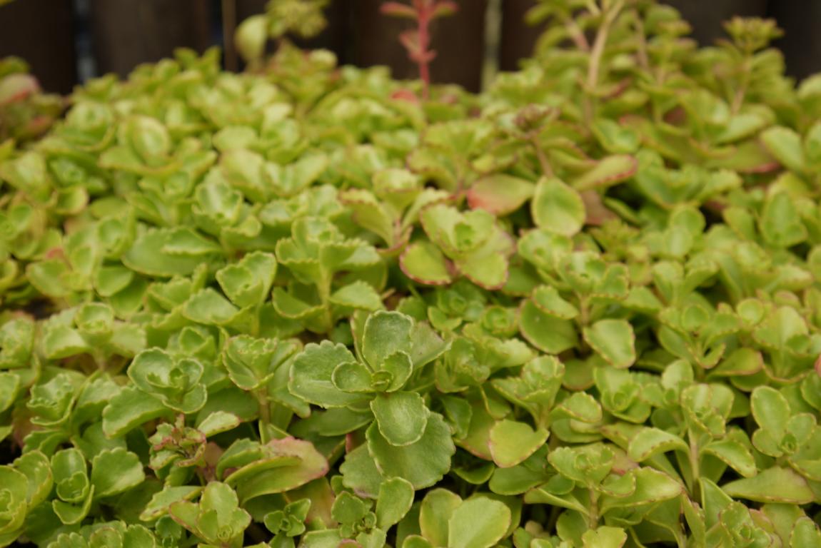 Rosa Teppich-Fettblatt, Sedum spurium roseum