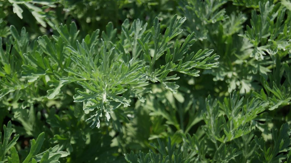 Wermut, Artemisia absinthium