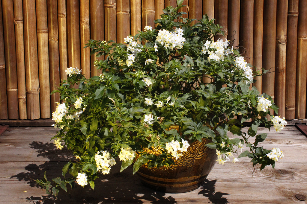 Solanum jasminoides, weißes Solanum