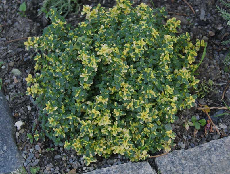 Grüner Zitronenthymian, Thymus x citriodorus