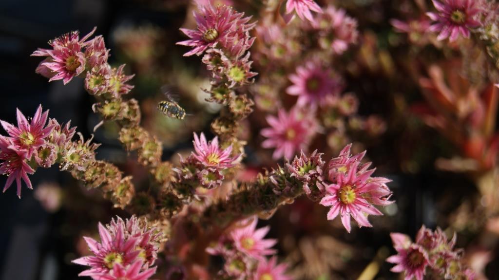 Dachwurz, Sempervivum in Sorten