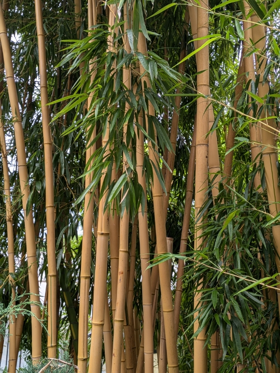 Zauber Bambus, Phyllostachys vivax Aureocaulis