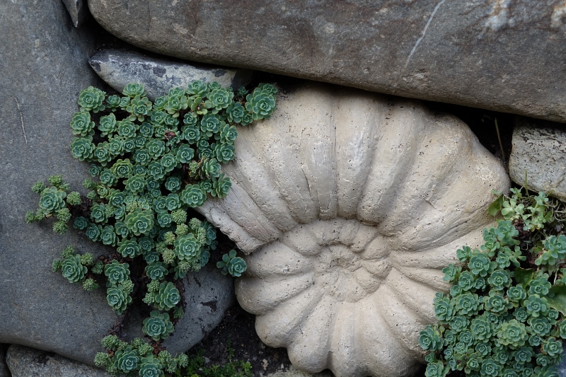 Afghanischer Rosenwurz - Rhodiola primuloides var. pachyclados