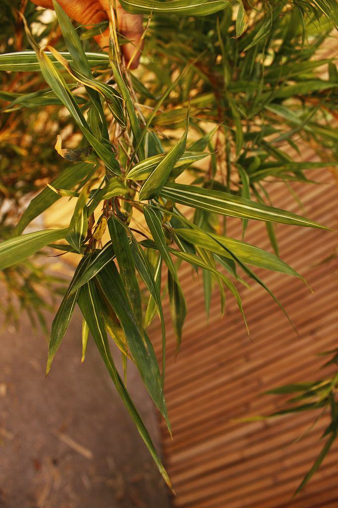 Marmorierter Zimmerbambus, Chimonobambusa marmorea variegata