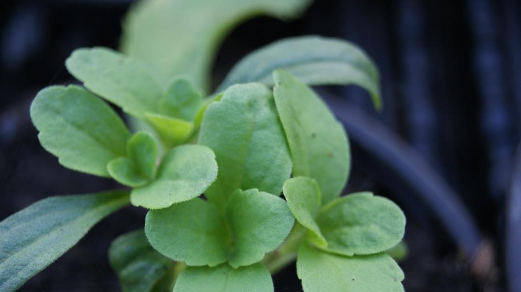 Zuckerblatt, Stevia rebaudiana,