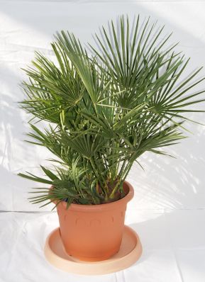 Chamaerops Humilis, Zwergpalme