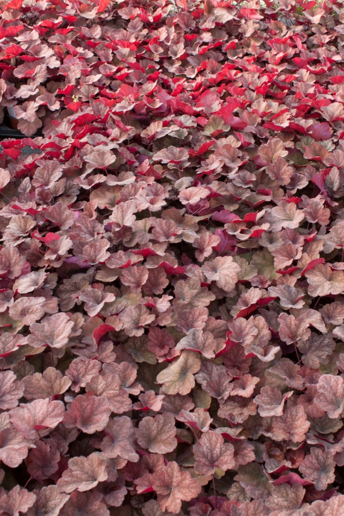 Purpurglöckchen, Heuchera micrantha Amber Lady