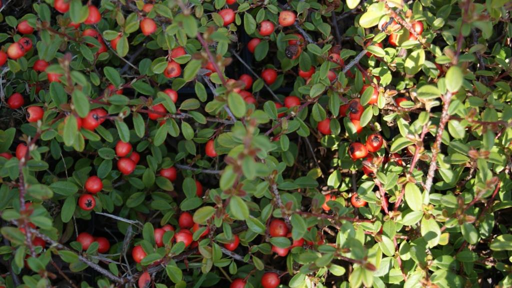 Teppichmispel, Cotoneaster dammeri radicans