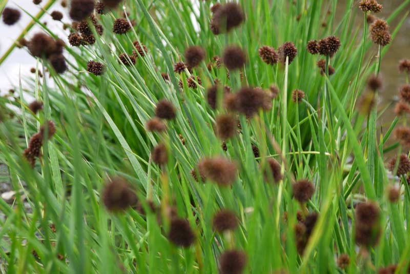 Juncus ensifolius, Zwerg Binse