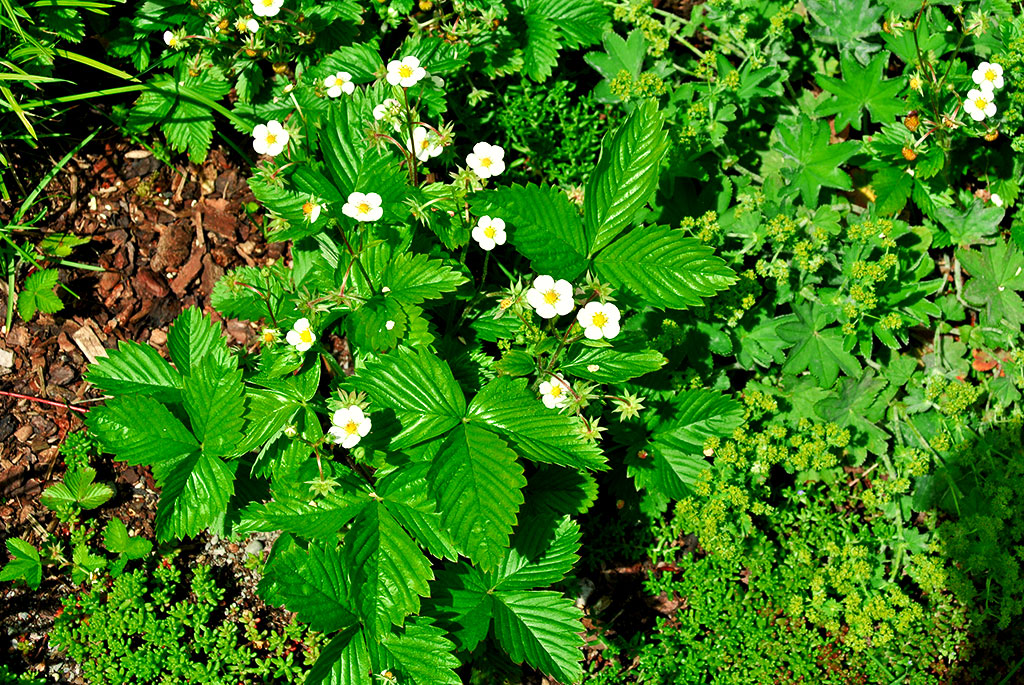 Walderdbeere, Erdbeere, Fragaria vesca