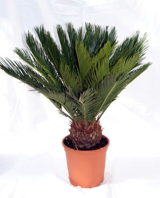 Cycas revoluta, Palmfarn