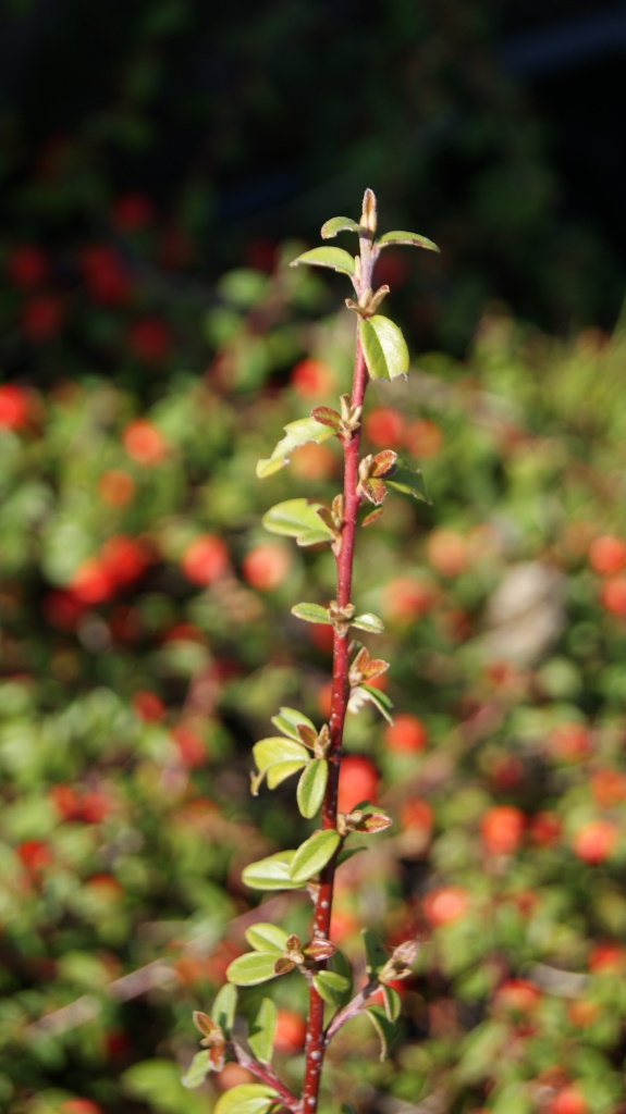 Teppichmispel, Cotoneaster dammeri radicans