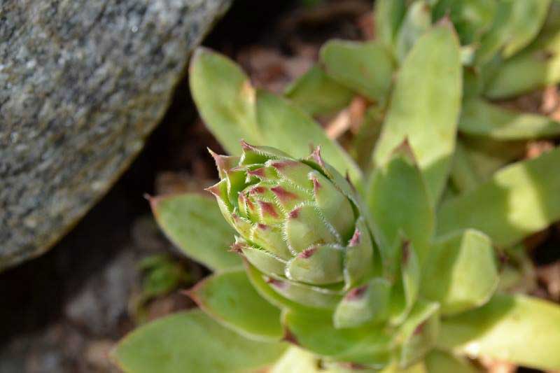 Dachwurz, Sempervivum in Sorten