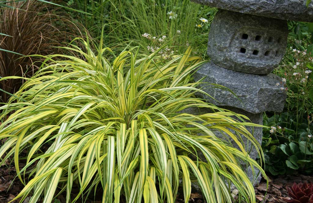 Japanisches Goldbrandgras, Hakonechloa macra Aureola