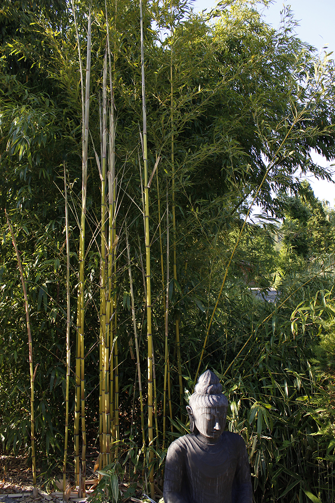 Zauber Bambus, Phyllostachys vivax Aureocaulis