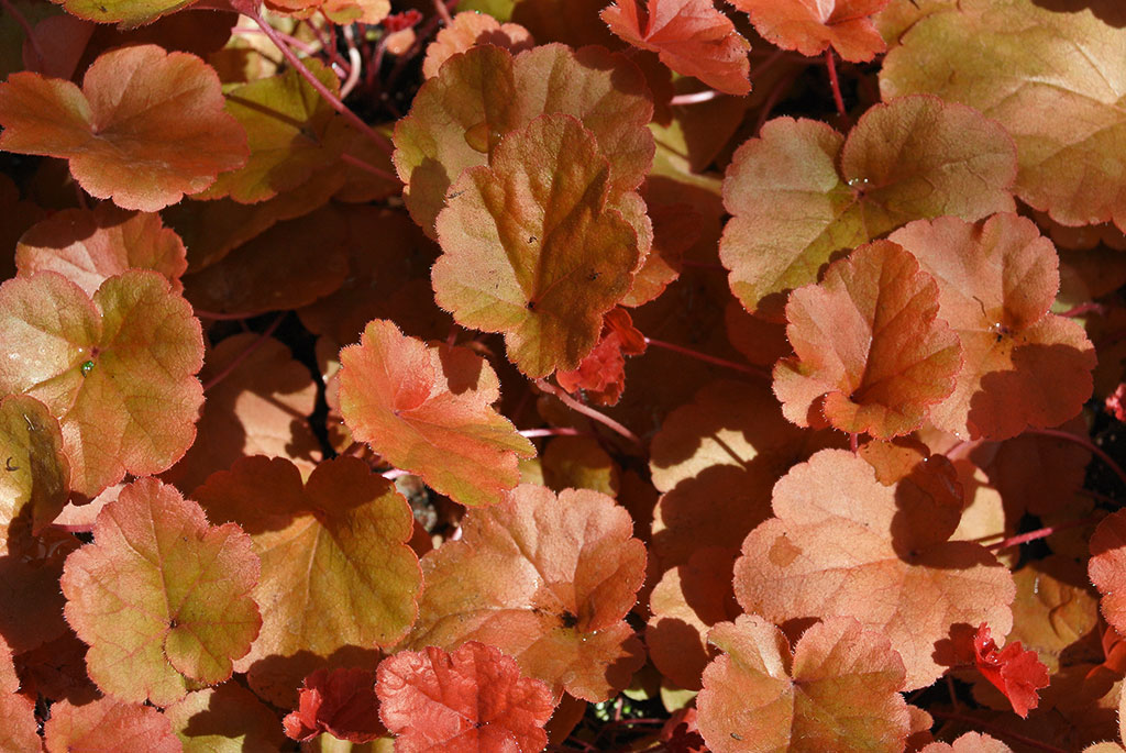 Purpurglöckchen, Heuchera Timeless Orange