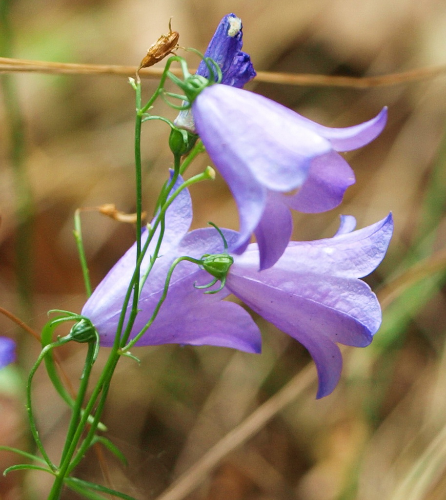 Glockenblume, Campanula in Sorten