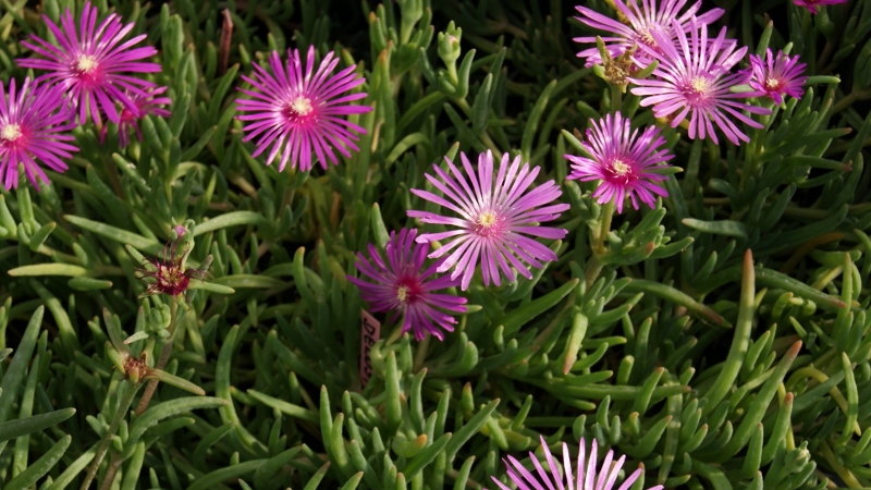 Rote Mittagsblume, Delosperma cooperi