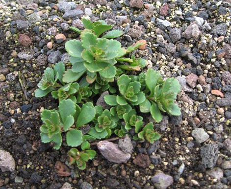 Teppichsedum, Sedum spurium rosa