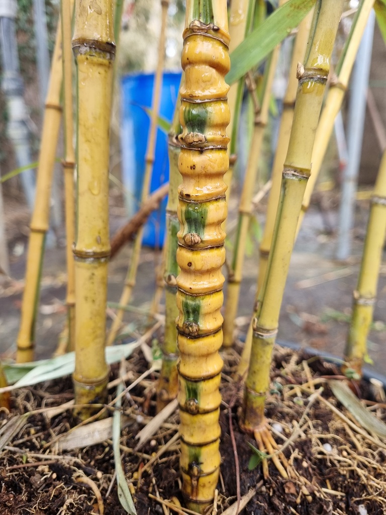 Koi Goldrohr Bambus , Phyllostachys aurea Koi