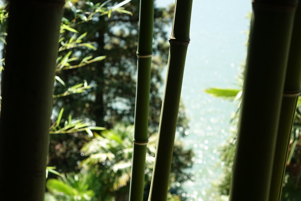 Steinbambus, Phyllostachys nuda