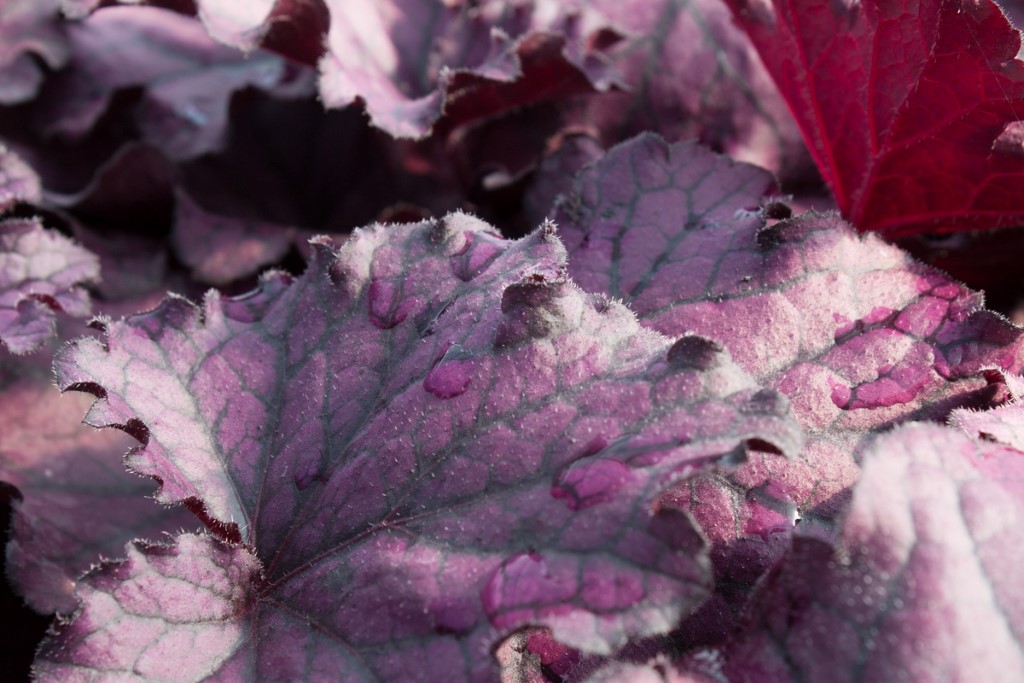 Purpurglöckchen, Heuchera x cult. Forever Purple