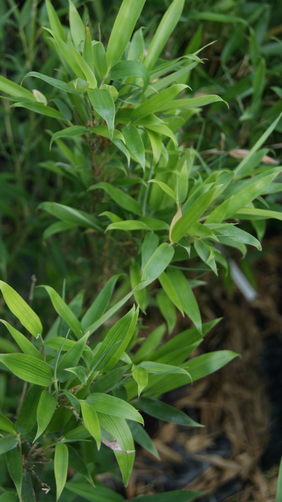 Wasserbambus, Phyllostachys heteroclada ´Solidstem´