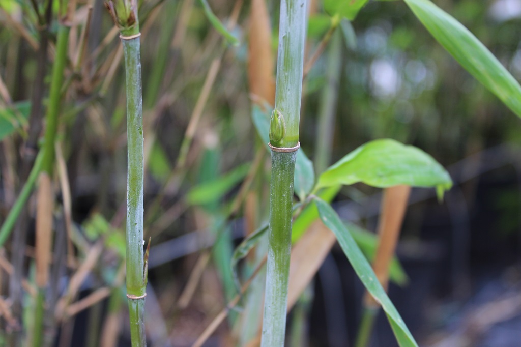 Aufrechter Gartenbambus, Fargesia nitida Aurora