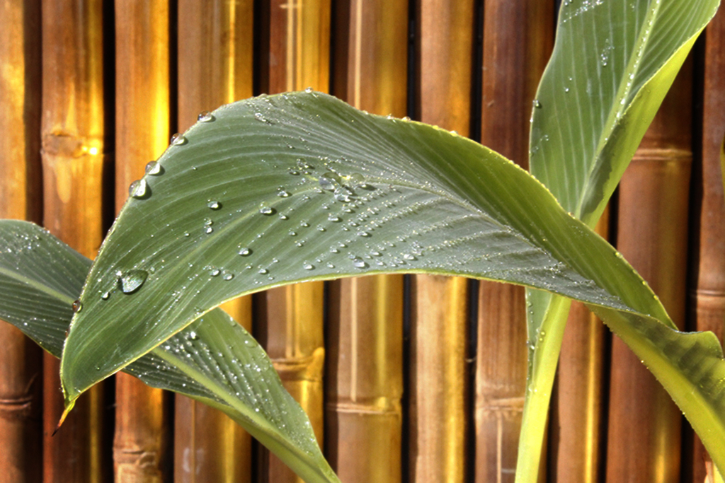 Golden Lotus Banane - Musella Lasiocarpa