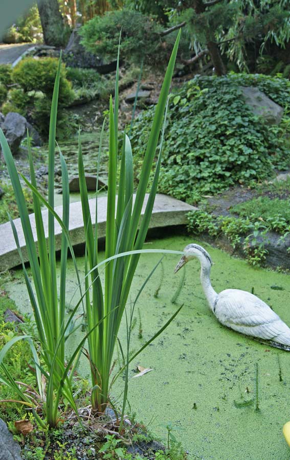 Acorus calamus, Kalmus