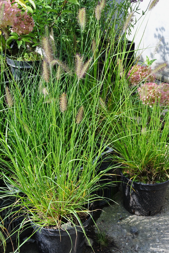 Lampenputzergras , Pennisetum alopecuroides Hameln