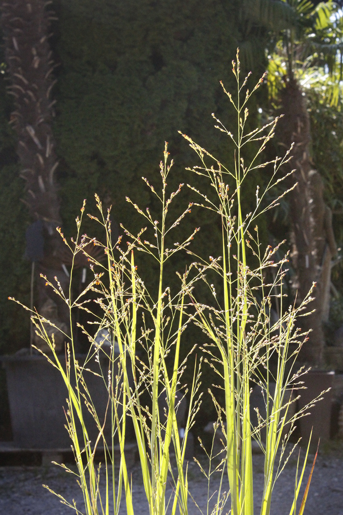 Bläuliche Rutenhirse, Panicum virgatum Heavy Metal