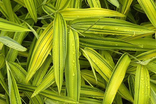 Zwergbambus Pleioblastus viridistriatus auricoma