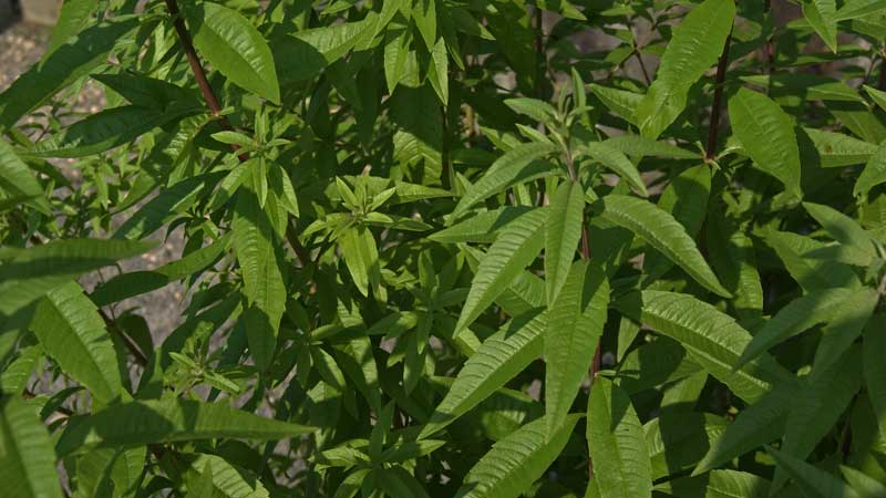 Zitronenverbene, Lippia citriodora