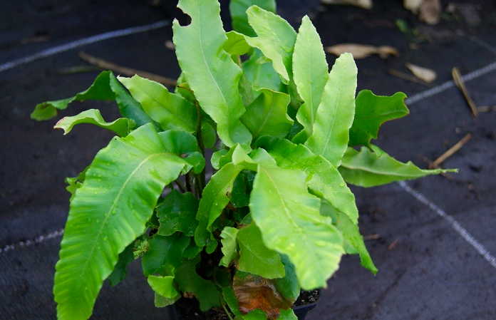 Hirschzungenfarn, Asplenium scolopendrium