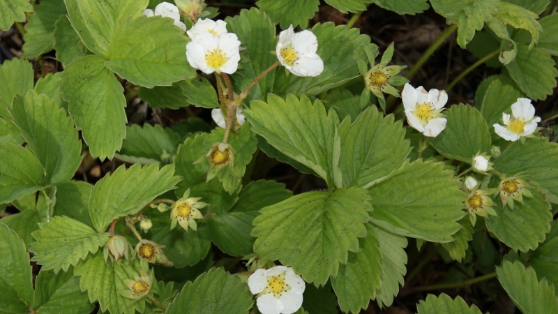 Erdbeere, Fragaria x ananassa Elvira