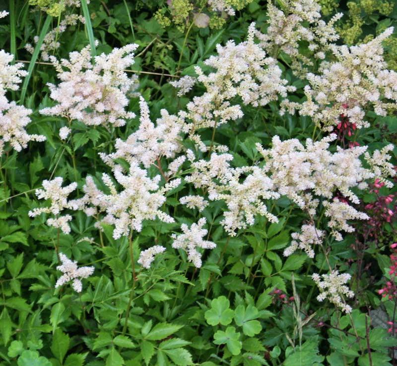 Astilbe in Sorten, Chinesische Prachtspiere