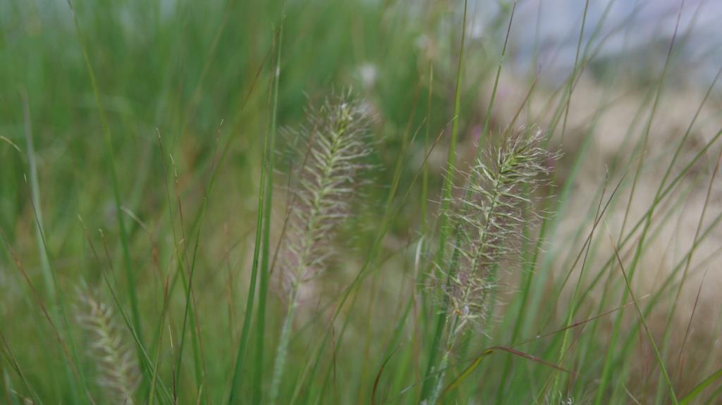 Zwerg-Lampenputzergras, Pennisetum alopecuroides Little Bunny