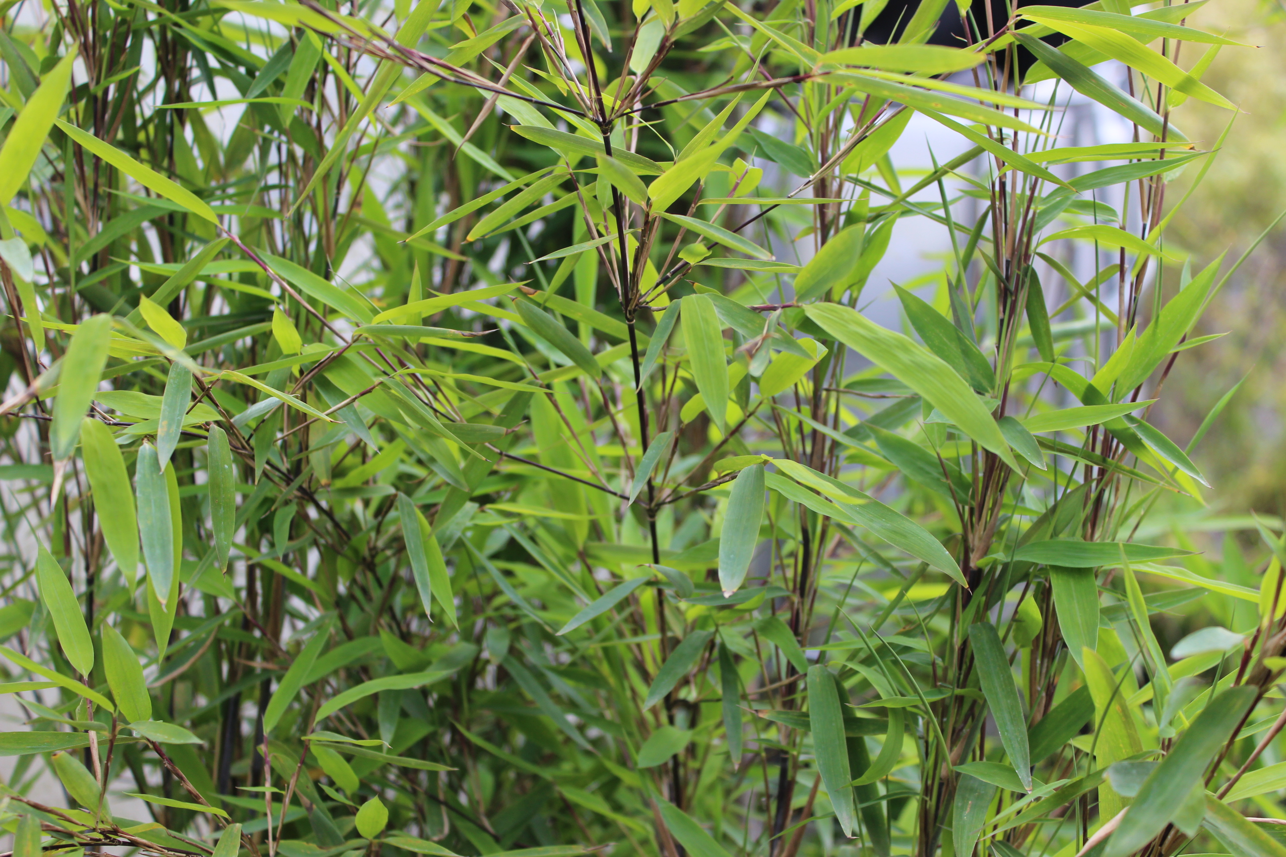 Obelisk Bambus, Fargesia nitida Obelisk