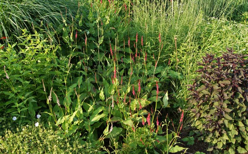 Bistorta officinalis, Wiesenknöterich