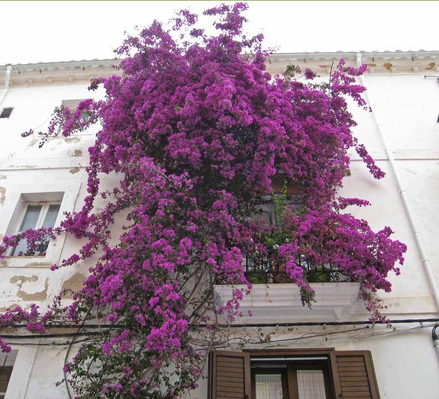 Bougainvillea glabra - Drillingsblume