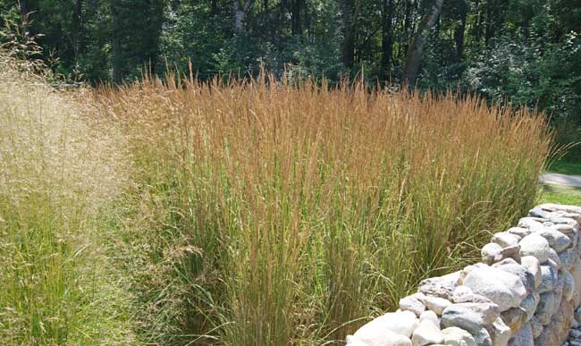 Reitgras, Calamagrostis x acutiflora Karl Förster